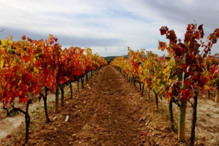 Vineyards in the Penedes area in Autumn
