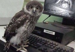Webcams owl