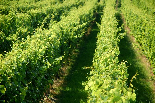 vineyards in Penedes wine region