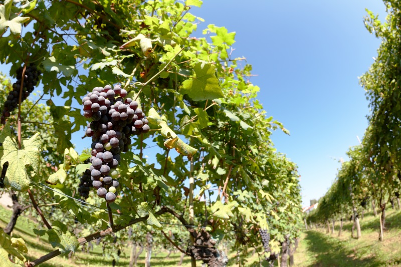 kinds of grapes to produce cava sparkling wine
