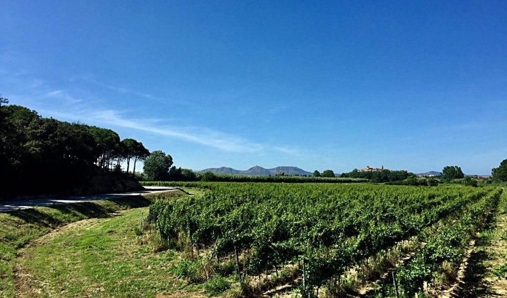 Vineyards in the Baix Empordà, with the Montgrí Mountains behing. Photograph by Isaac Peral
